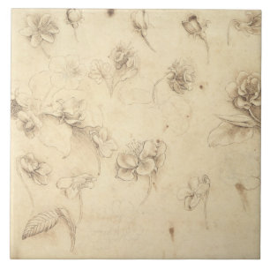 Carreau Étude des fleurs de Herbe-comme des plantes (Briz