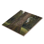 Carreau Étude du tronc d'un arbre d'orme, c.1821 (huile (Côté)