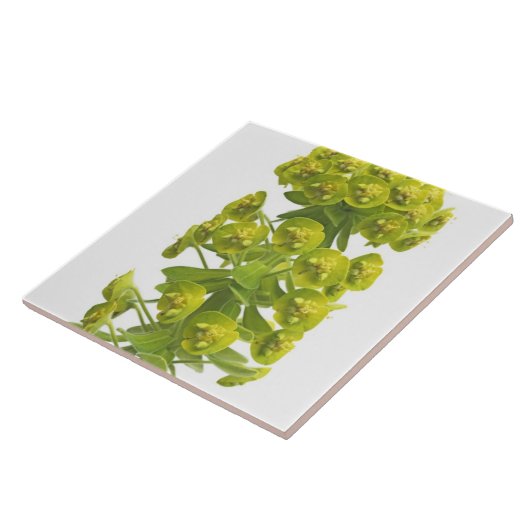 Carreau Euphorbe (Côté)