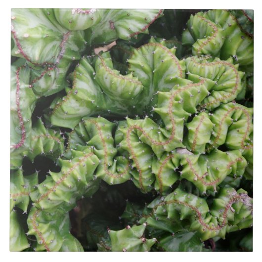 Carreau Euphorbia (Devant)