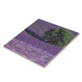 Carreau Europe, France, Provence, Sault, Champs de Lavande (Côté)