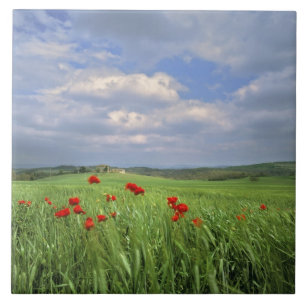 Carreau Europe, Toscane, Poggiolo. Coquelicots rouges ondu