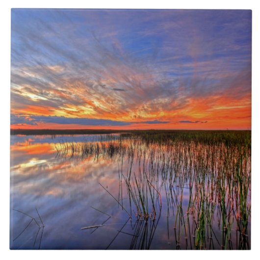 Carreau Everglades colorés, Floride, (Devant)