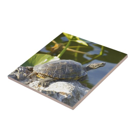 Carreau Exposer au soleil (Côté)