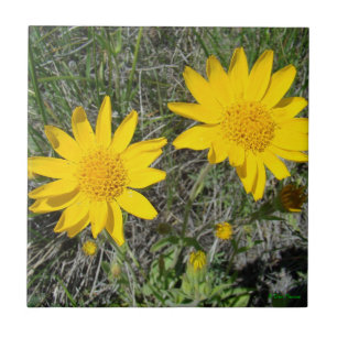 Carreau F15 Fleurs sauvages jaunes Sneezeweed