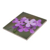 Carreau F19 Fleurs sauvages violettes Dames Rocket (Côté)