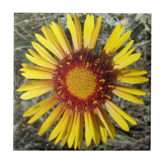 Carreau F1 Fleur sauvage jaune Gaillardia (Devant)