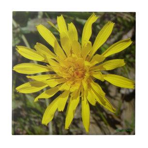 Carreau F21 fleur jaune sauvage Crépis à feuilles étroites