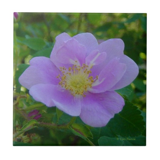 Carreau F37 Rose sauvage (Devant)