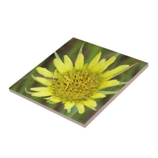 Carreau F41 Barbe de chèvre Fleur sauvage jaune (Côté)