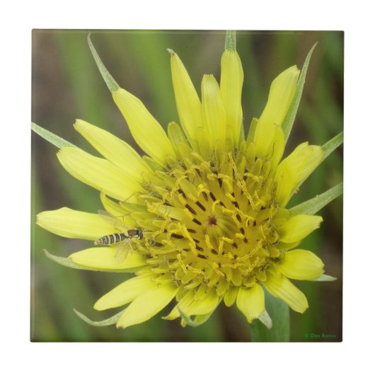 Carreau F41 Fleur sauvage jaune barbe-de-bouc (Devant)