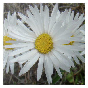Carreau F42 Fleurs sauvages blanches Aster lisse