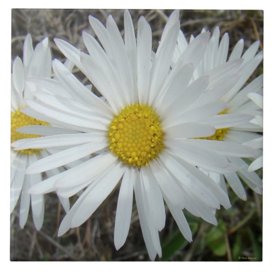 Carreau F42 Fleurs sauvages blanches Aster lisse (Devant)