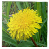 Carreau F45 Dandelion "Taraxacum officinale" (Devant)
