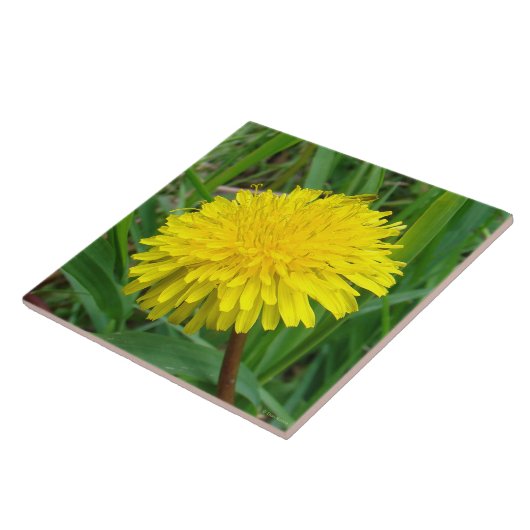 Carreau F45 Dandelion "Taraxacum officinale" (Côté)