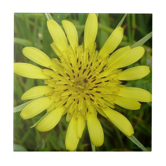 Carreau F9 Fleur sauvage jaune Barbe-de-bouc (Devant)