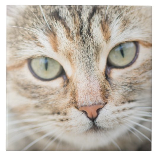 Carreau Face de chat (Devant)