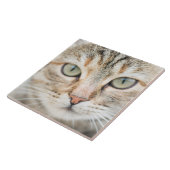 Carreau Face de chat (Côté)