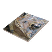 Carreau Face de crapaud (Côté)