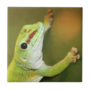 Carreau Face de Gecko