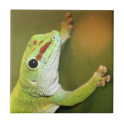 Carreau Face de Gecko (Devant)