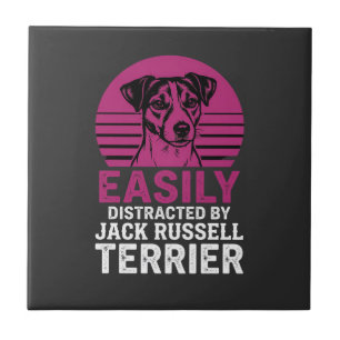 Carreau Facilement Distrait Par Jack Russell Terrier