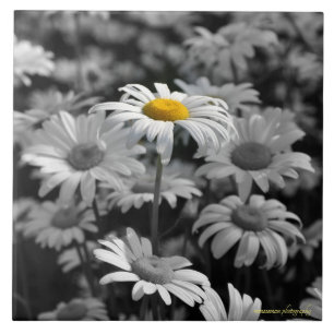 Carreau Faisée jaune dans une mer de marguerites noires et