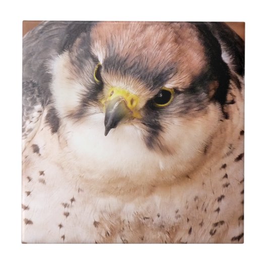 CARREAU FALCON (Devant)