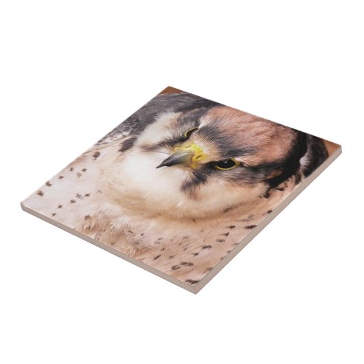 CARREAU FALCON (Côté)