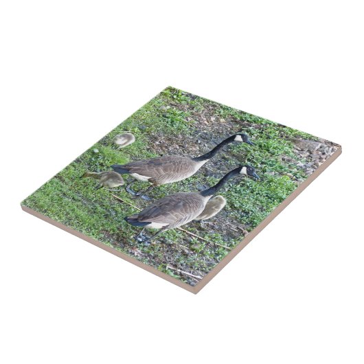 Carreau Famille canadienne d'oies (Côté)