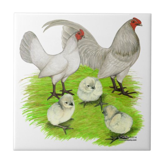 Carreau Famille de Bantam Old English Self Blue (Devant)