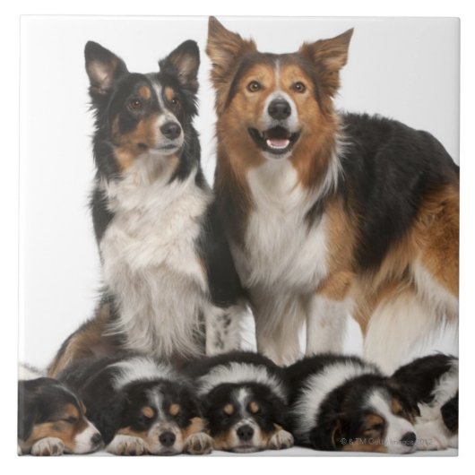 Carreau Famille de border collie (Devant)