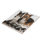 Carreau Famille de border collie (Côté)
