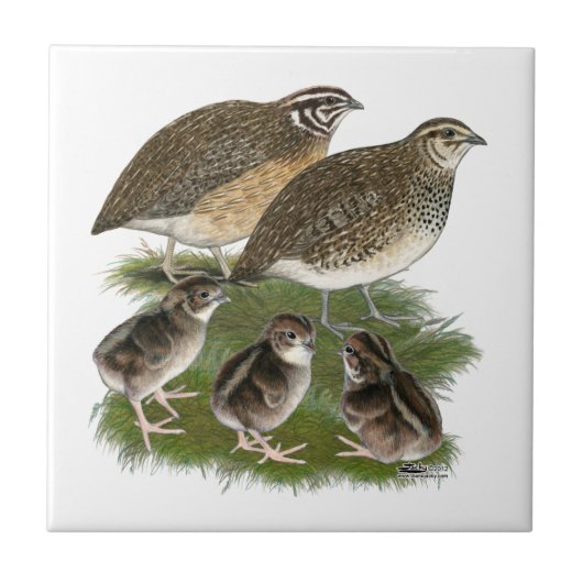 Carreau Famille de Cailles Coturnix (Devant)