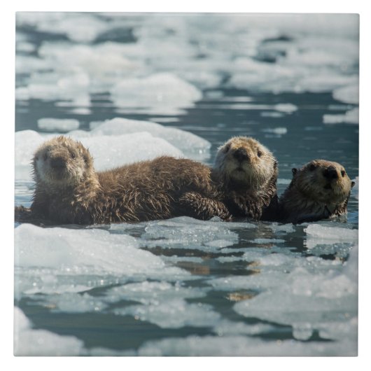 Carreau Famille de loutre de mer (Devant)