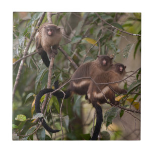 Carreau Famille de marmousets singes
