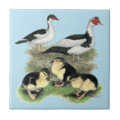 Carreau Famille de muscovy de canards noirs (Devant)
