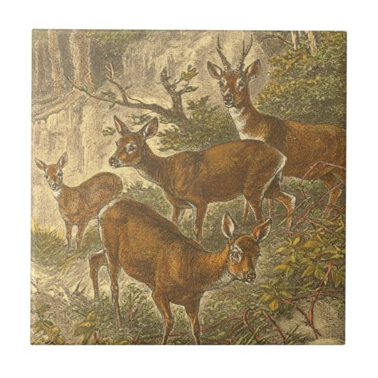 Carreau Famille de Roe - Cerfs dans une forêt (Devant)