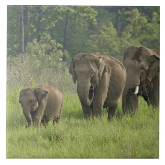 Carreau Famille d'éléphants indiens (Devant)