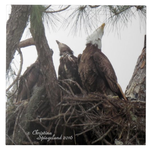 Carreau Famille Eagle chantant Spiegeland Tile (Devant)