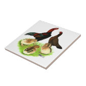 Carreau Famille rouge noire de poulet d'Aseel (Côté)