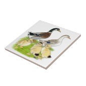 Carreau Famille Silver Appleyard (Côté)