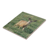 Carreau Faon de cerf mulet D19 (Côté)