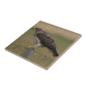 Carreau Faucon de B10 Swainson sur le vieux courrier de (Côté)