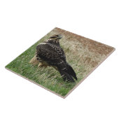 Carreau Faucon de B52 Swainson (Côté)