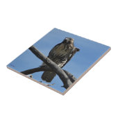 Carreau Faucon de B54 Swainson (Côté)