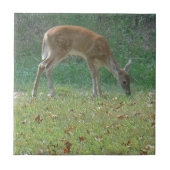 Carreau faun, cerf-bébé au lac Arrowhead (Devant)