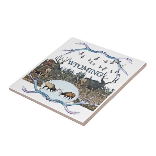 Carreau Faune du WYOMING (Côté)