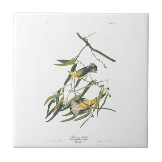 Carreau Fauvette de Prothonotary du plat 3 d'Audubon (Devant)