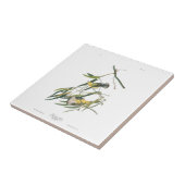 Carreau Fauvette de Prothonotary du plat 3 d'Audubon (Côté)